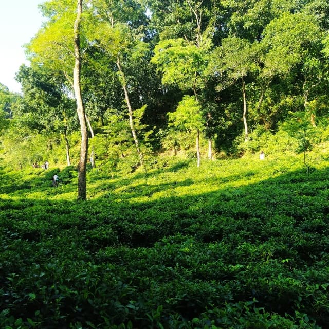 Cover image for blog post: "Exploring Sylhet: A Memorable Journey"