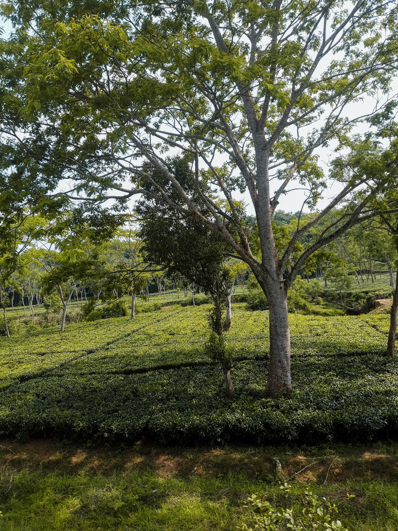 Tea gardens - 1