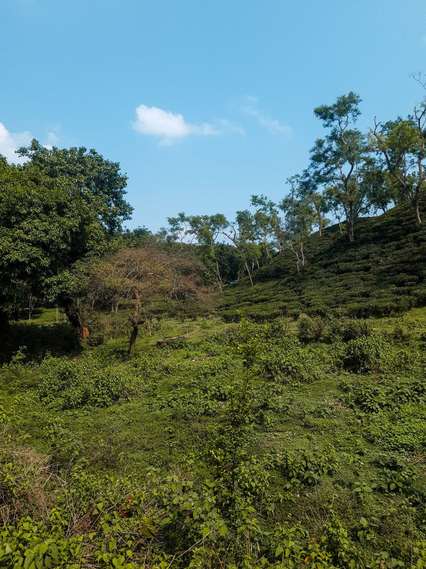 Tea Garden View