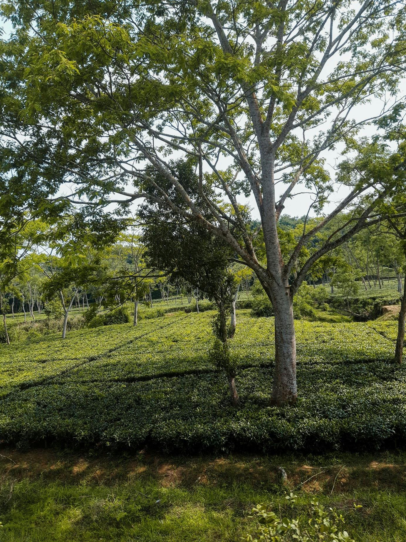 Tea garden view